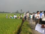 Cần Thơ: 9 giống lúa mới triển vọng được bình chọn từ vụ Đông Xuân 2011 