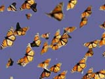 Climate change is disrupting flight season of the butterfly 