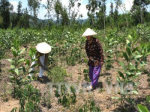 Hai Duong: Spent over 13 billion VND to upgrade protective forests
