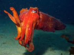 Cuttlefish Ink Leads to Edible Batteries