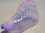 A marine organism species has shape like bubble