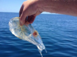 A sea creature species is hyaline like gelatin 