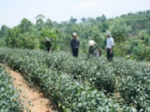 Registration of trademark protection for Thai Nguyen tea in the foreign countries 