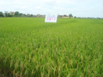 Research results of the seasonal influence on the ability of production of hybrid rice seed F1 combinations TH7-2 in Thanh Hoa