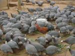 Raising guinea fowls for steady income
