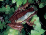 Discovered 3 new species of tree frog in Vietnam