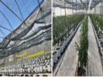 The process of growing pepino melon in a greenhouse