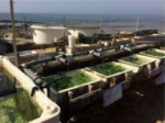 Israel develops seaweed into a superfood