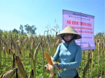 Quang Ngai: Effectiveness from planting new corn varieties in Son Tinh